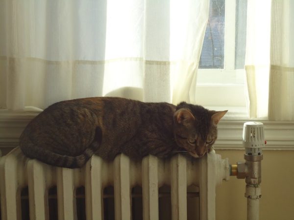 cat warming itself on radiator
