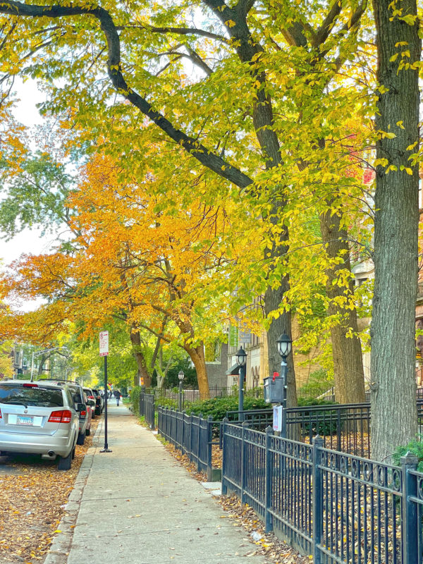 Tree-lined residential street with yellow leaves in fall